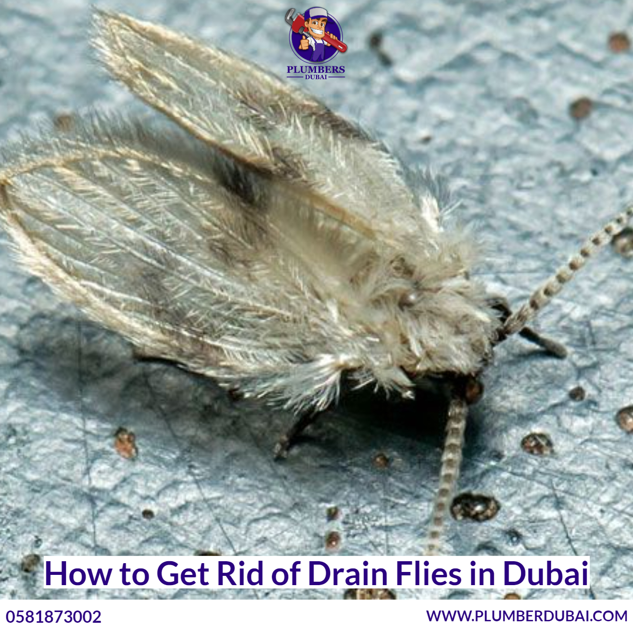 How to Get Rid of Drain Flies in Dubai