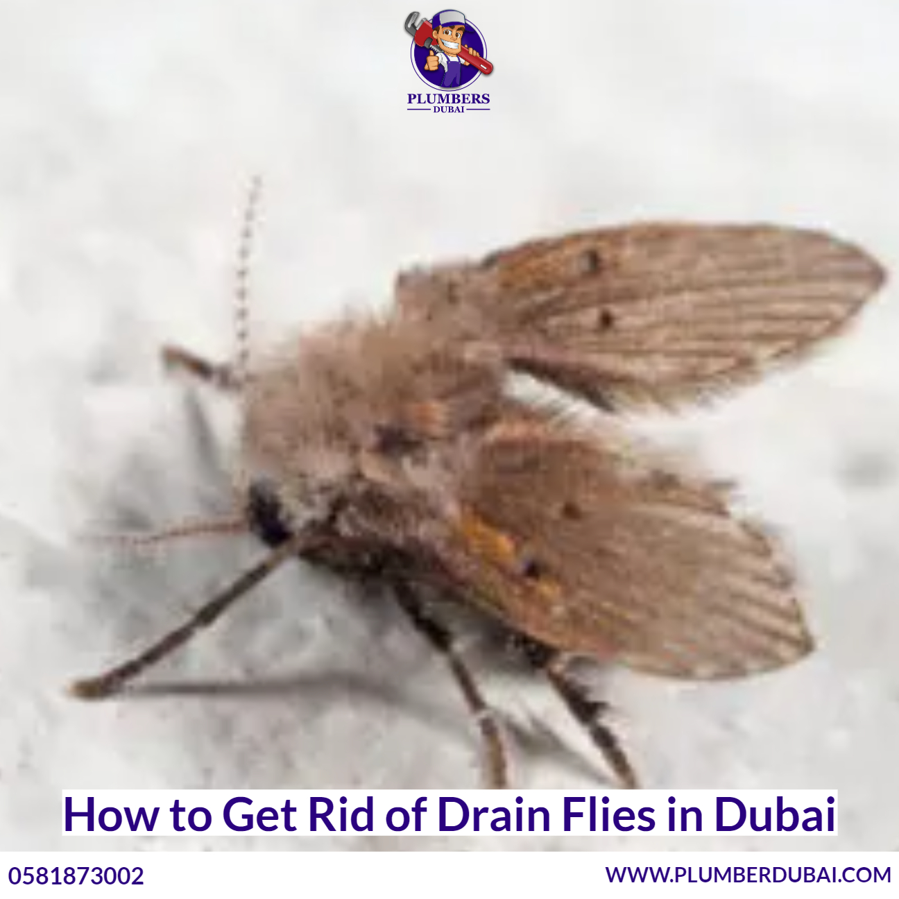 How to Get Rid of Drain Flies in Dubai - 0581873002 - 24/7