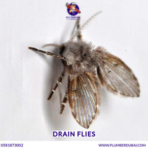 Drain Flies
