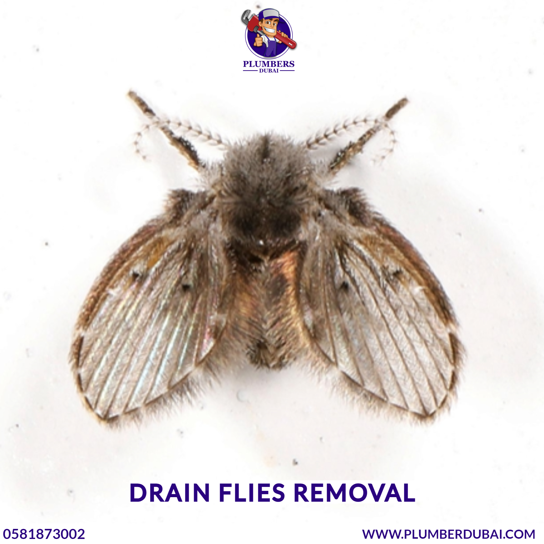 Drain flies removal