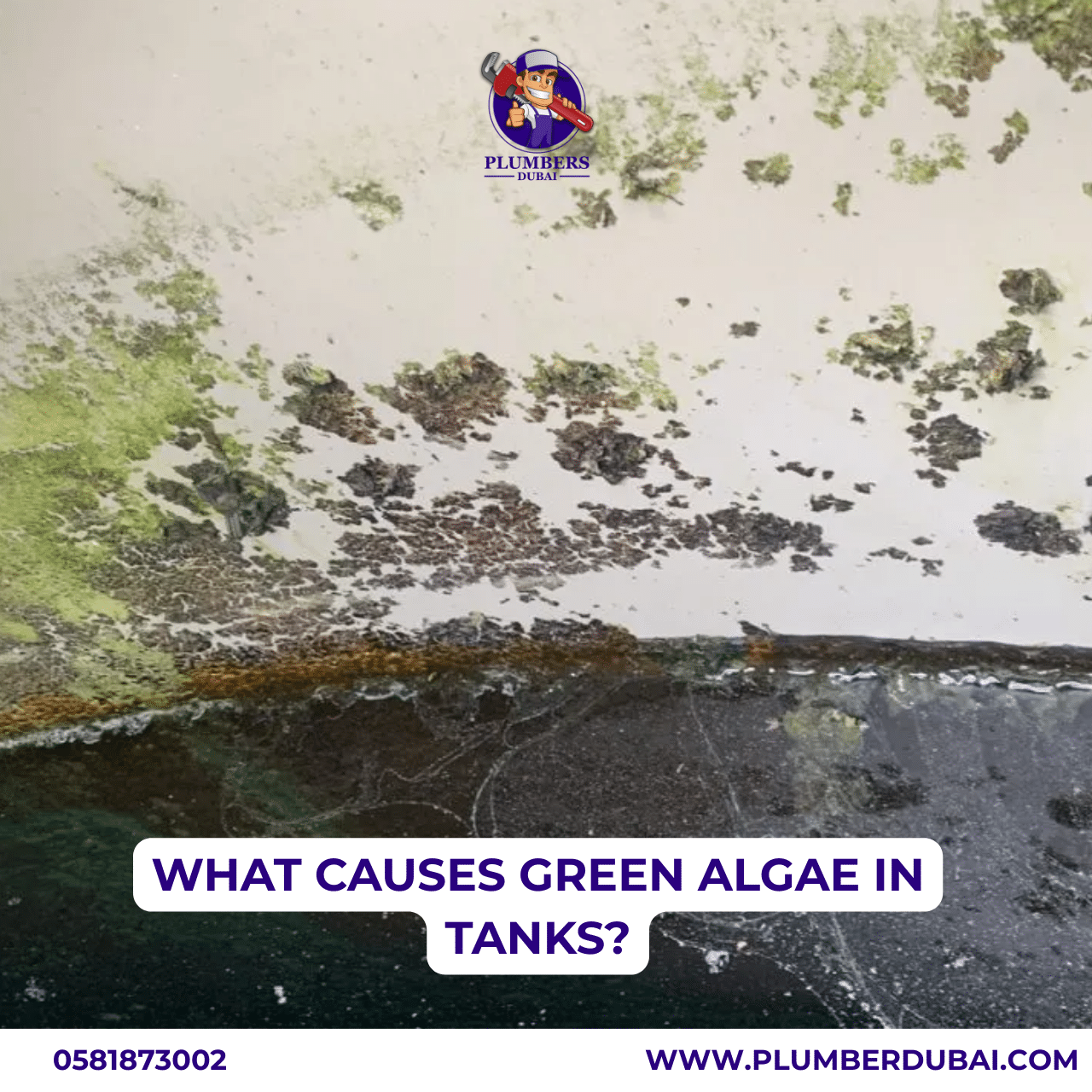 algae buildup in reef tanks causes: flawless tips